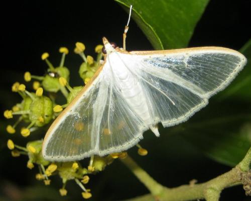 Réf. 217 040 : Palpita vitrealis